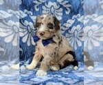 Small Photo #3 Aussiedoodle Puppy For Sale in LANCASTER, PA, USA