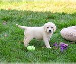Small #1 Golden Retriever