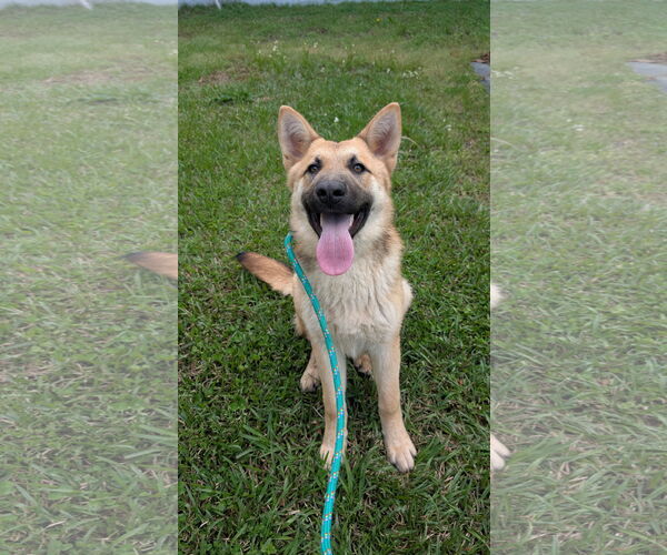 Medium Photo #2 German Shepherd Dog-Unknown Mix Puppy For Sale in Shermans Dale, PA, USA