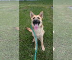 Small #1 German Shepherd Dog Mix