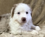 Puppy Peaches Australian Shepherd