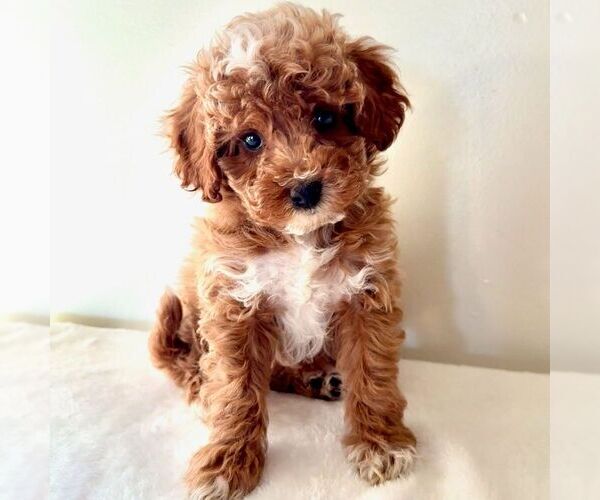 Medium Photo #1 Cavapoo (Miniature) Puppy For Sale in NEWPORT, PA, USA