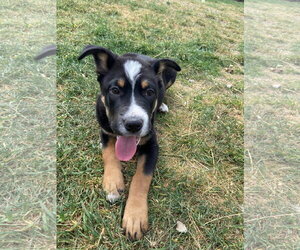 Mutt Dogs for adoption in Sandy, UT, USA