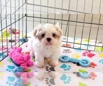 Small Shih Tzu