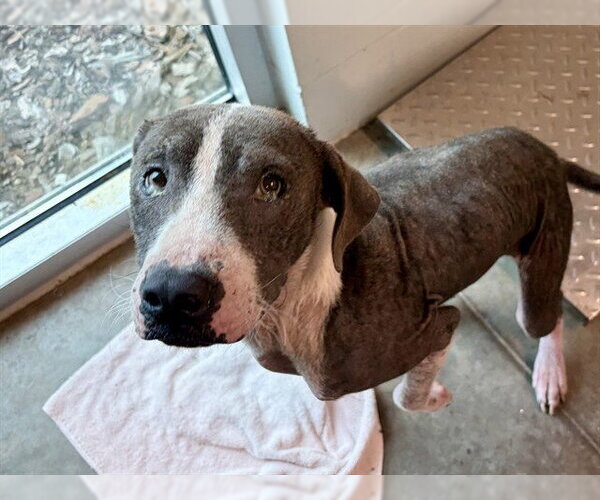 Medium Photo #1 American Staffordshire Terrier-Unknown Mix Puppy For Sale in Tavares, FL, USA