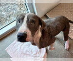 VIRGIL - Male American Staffordshire Terrier-Unknown Mix Dog for Adoption - Small photo
