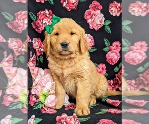 Golden Retriever Puppy for sale in OXFORD, PA, USA