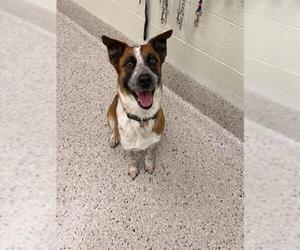 Mutt Dogs for adoption in Brighton, CO, USA