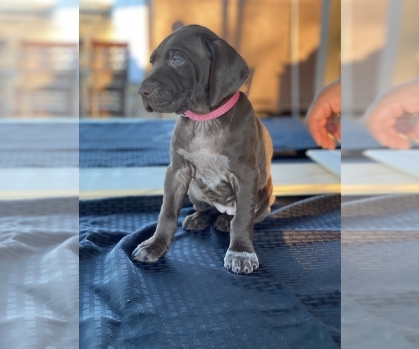 Medium Photo #1 German Shorthaired Pointer Puppy For Sale in CALIFORNIA CITY, CA, USA
