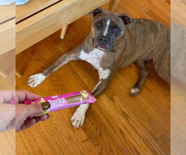 Medium Photo #6 Boxer-Unknown Mix Puppy For Sale in New York, NY, USA