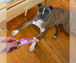 Small #5 Boxer Mix