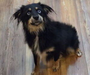 Miniature Australian Shepherd Puppy for sale in MILTON, WI, USA