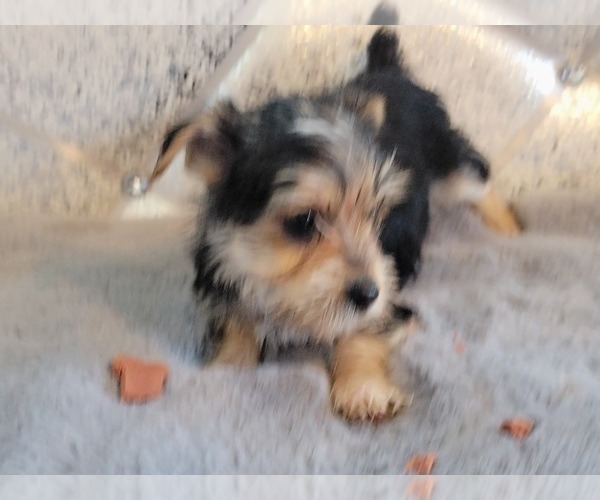 Full screen Photo #5 Yorkshire Terrier Puppy For Sale in HUDDLESTON, VA, USA