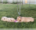 Small Photo #4 American Bully Puppy For Sale in LOGAN, UT, USA