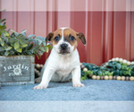 Small #1 Jack Russell Terrier