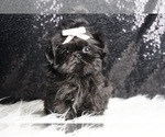 Small Photo #32 Shih Tzu Puppy For Sale in WARSAW, IN, USA
