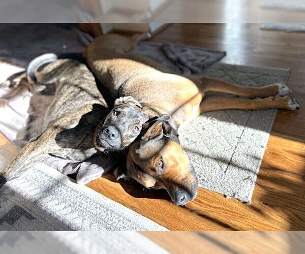 Medium Photo #11 Plott Hound-Unknown Mix Puppy For Sale in Mount Airy, NC, USA