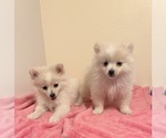 Small Photo #2 Pomeranian Puppy For Sale in EL PASO, TX, USA