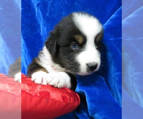 Medium Photo #4 Miniature Australian Shepherd Puppy For Sale in HARTVILLE, MO, USA