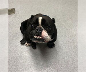 Bulldog Dogs for adoption in Rancho Cucamonga, CA, USA
