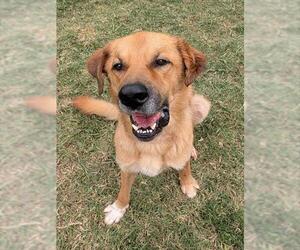 Anatolian Shepherd-Golden Retriever Mix Dogs for adoption in Plano, TX, USA