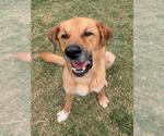 MILO - Male Anatolian Shepherd-Golden Retriever Mix Dog for Adoption - Small photo