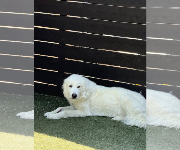 Medium Photo #8 Great Pyrenees Puppy For Sale in Dallas, TX, USA