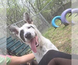 Labrador Retriever-Unknown Mix Dogs for adoption in Peoria, IL, USA