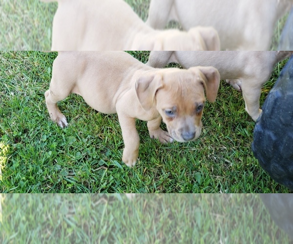 Medium Photo #5 American Bully Puppy For Sale in OTHO, IA, USA