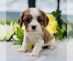 Cavalier King Charles Spaniel Puppy for sale in DRY RUN, PA, USA