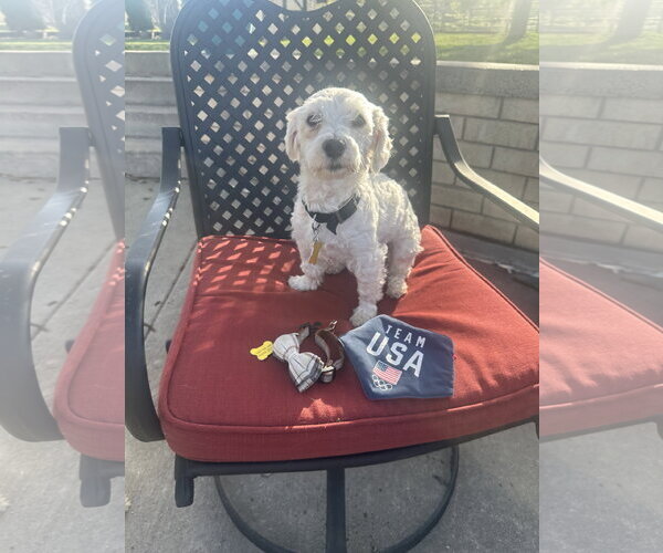 Medium Photo #2 Poodle (Miniature) Puppy For Sale in Sandy, UT, USA