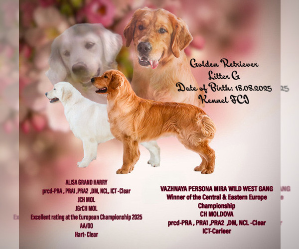 Medium Photo #1 English Cream Golden Retriever Puppy For Sale in Khmelnytskyi, Khmelnytskyi, Ukraine