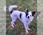 Small Photo #2 Mutt Puppy For Sale in Cranston, RI, USA