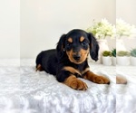 Small #4 Dachshund