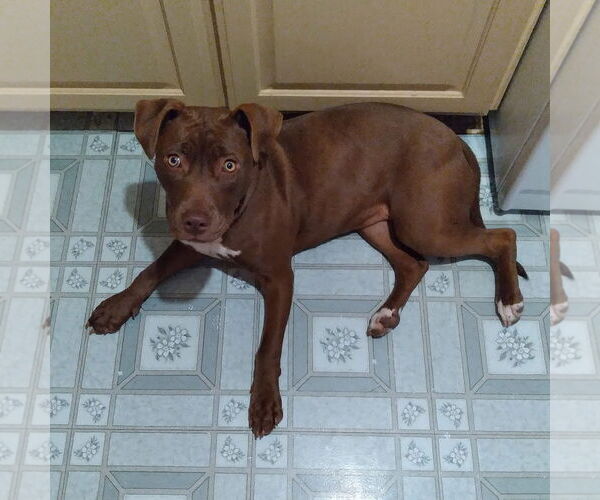 Medium Photo #15 American Pit Bull Terrier-Chocolate Labrador retriever Mix Puppy For Sale in Munford, TN, USA