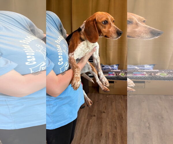 Medium Photo #4 Beagle Puppy For Sale in Pacolet, SC, USA