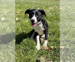 Border-Aussie Dogs for adoption in Aurora, IN, USA