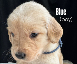 Medium Golden Retriever