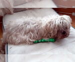 Small #2 Lhasa Apso Mix