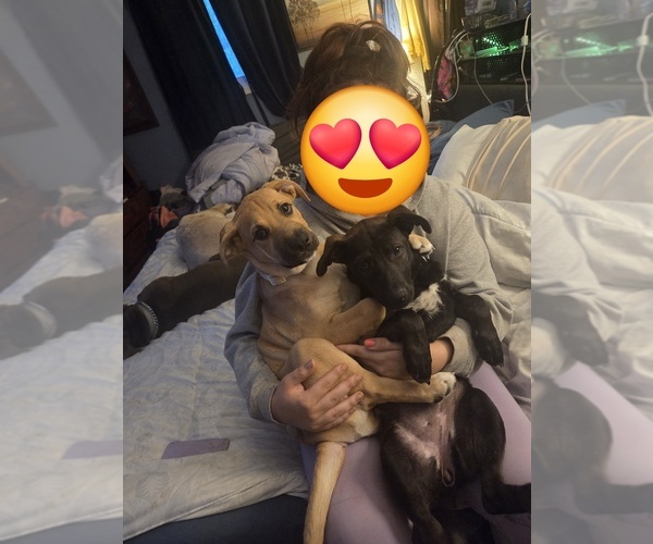 Medium Photo #1 American Pit Bull Terrier-German Shepherd Dog Mix Puppy For Sale in GENOA, IL, USA