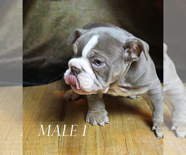 Medium Photo #2 English Bulldog Puppy For Sale in WEST PLAINS, MO, USA