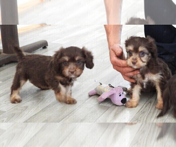 Medium Photo #14 Cavapoo Puppy For Sale in CARLISLE, KY, USA