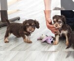 Small Photo #14 Cavapoo Puppy For Sale in CARLISLE, KY, USA