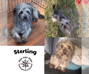 Mutt Dogs for adoption in Princeton, British Columbia, Canada