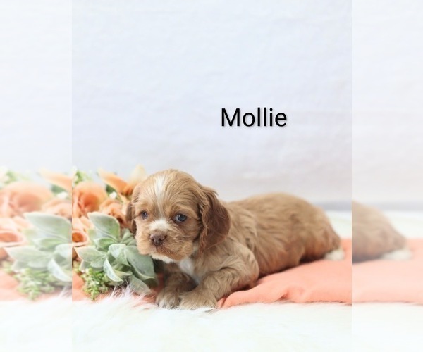 Medium Photo #12 Cocker Spaniel Puppy For Sale in LOYAL, WI, USA