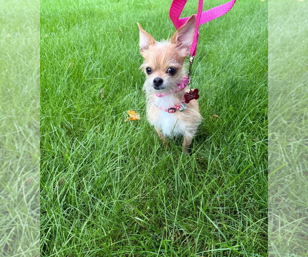 Medium Photo #3 Chihuahua-Unknown Mix Puppy For Sale in Grafton, WI, USA