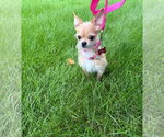 Small Photo #3 Chihuahua-Unknown Mix Puppy For Sale in Grafton, WI, USA