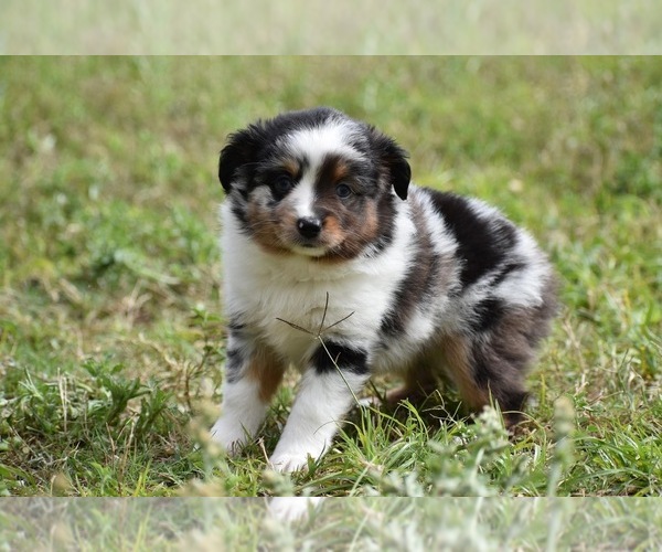 Medium Photo #4 Miniature Australian Shepherd Puppy For Sale in PALM COAST, FL, USA