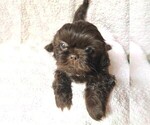 Puppy Rain Shih Tzu