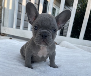 French Bulldog Puppy for sale in ATLANTA, GA, USA